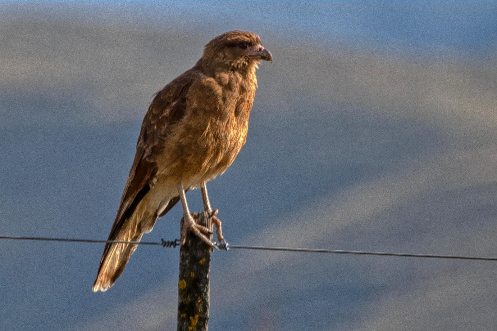 Andean Safari: Birds & Wildlife