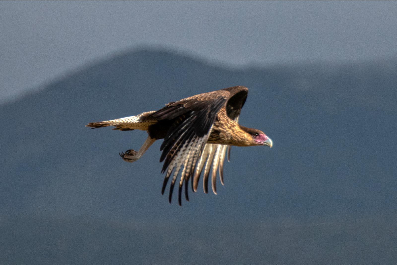Andean Safari: Birds & Wildlife