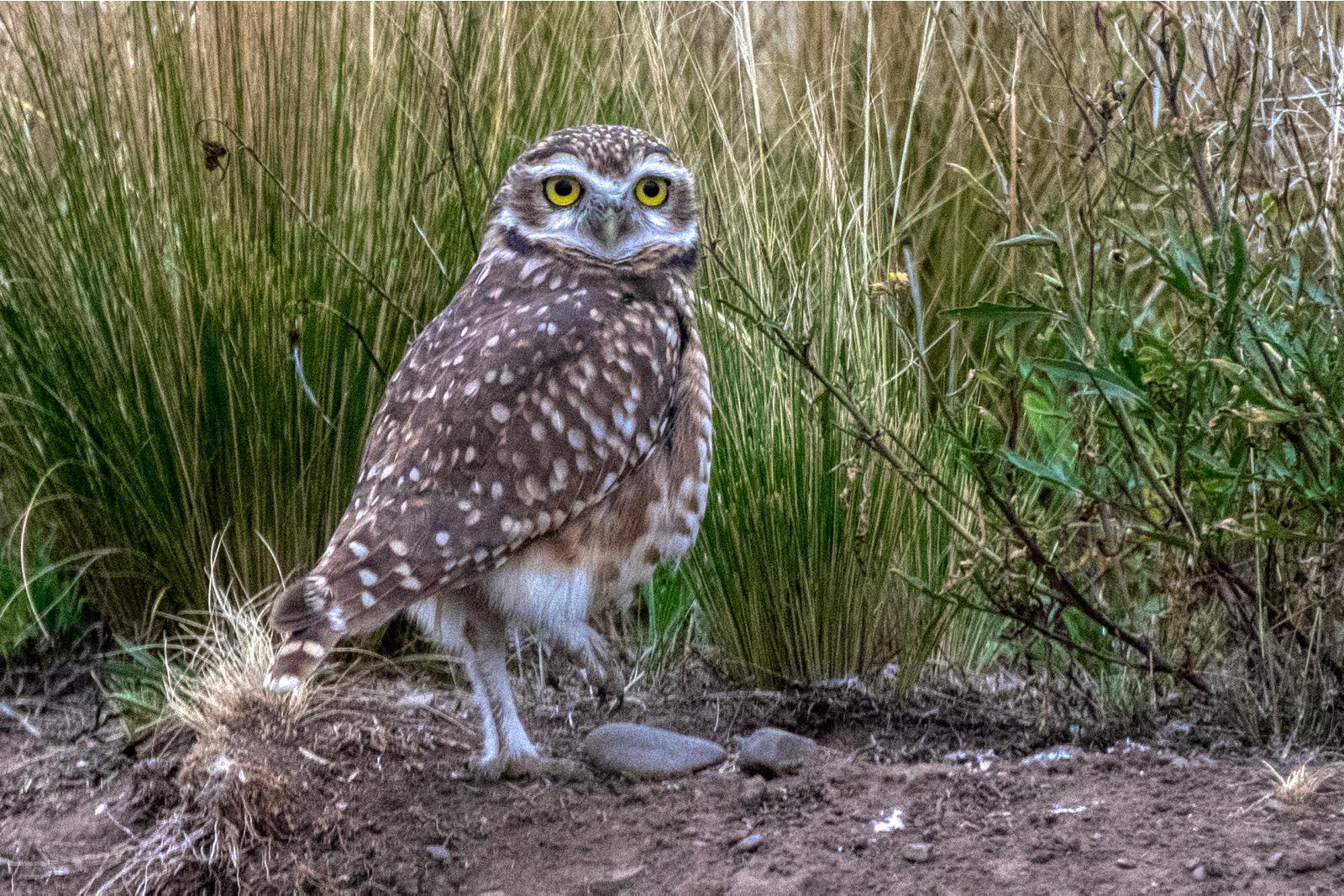Andean Safari: Birds & Wildlife