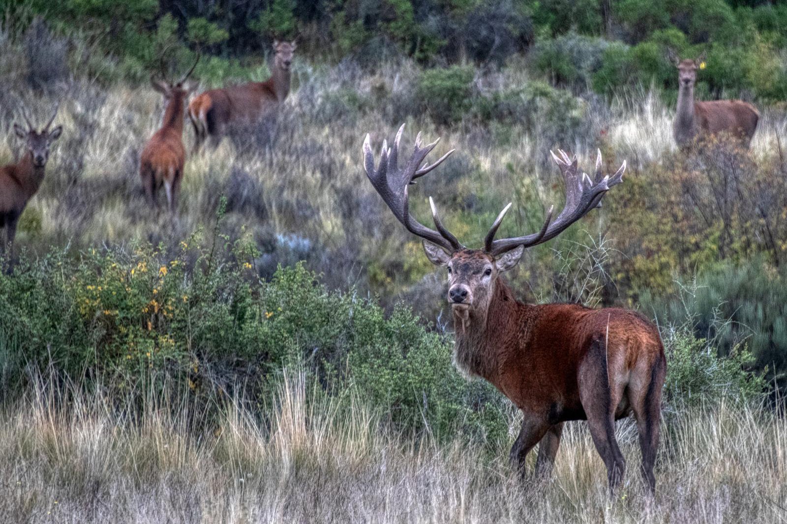 Andean Safari: Birds & Wildlife